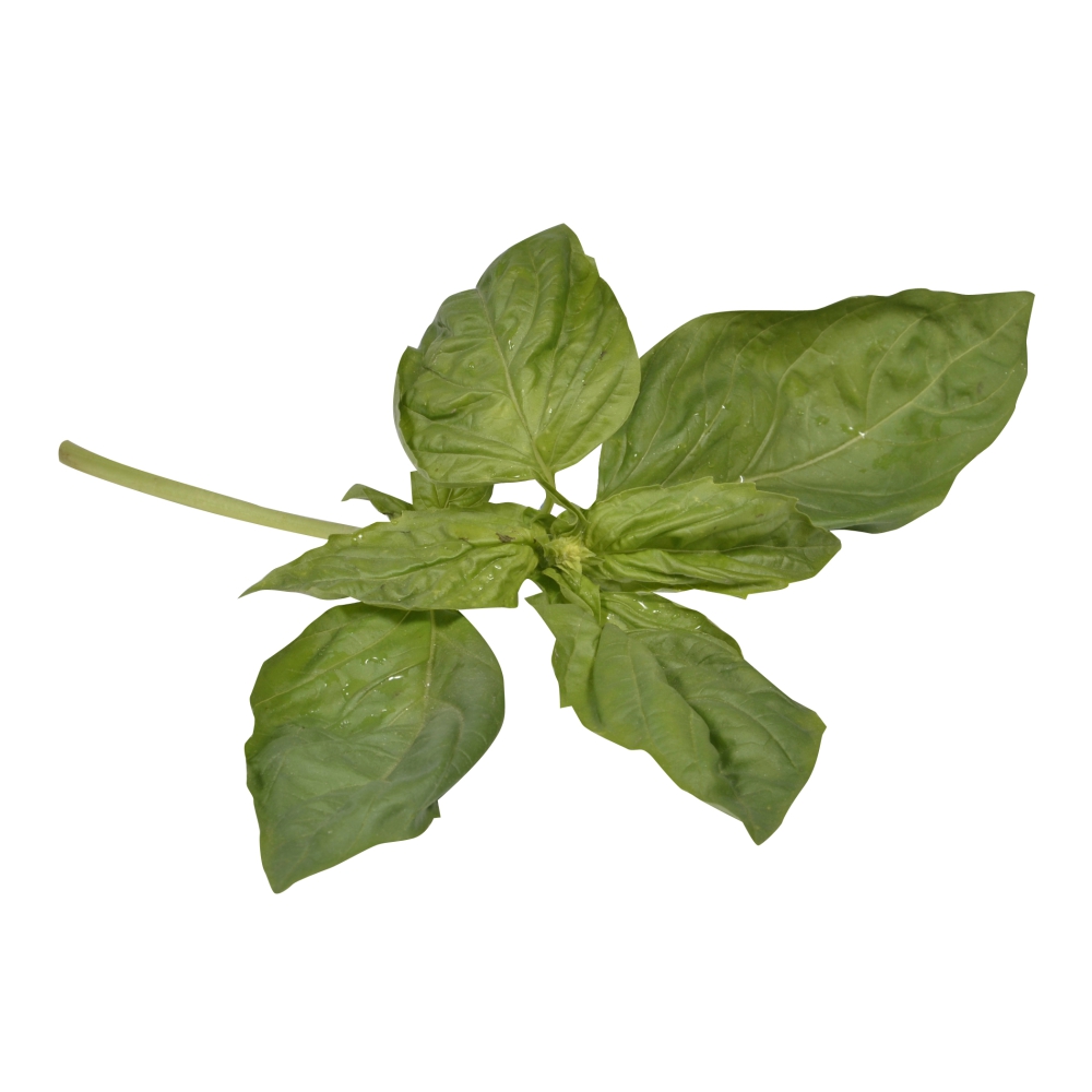 Basil