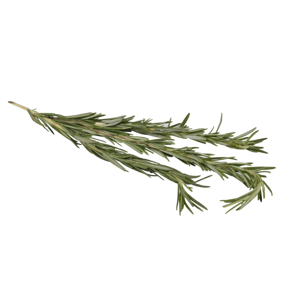 Rosemary