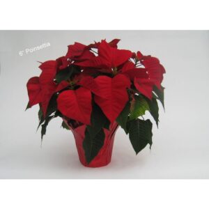 Red Holiday Poinsettia | Styled