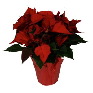 Red Holiday Poinsettia | Raw Item