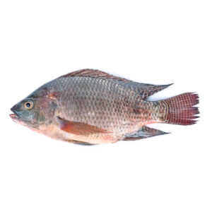 Tilapia | IPG