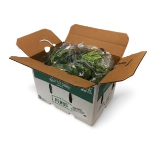 CILANTRO BUNCHED 10-3CT P/L | Packaged