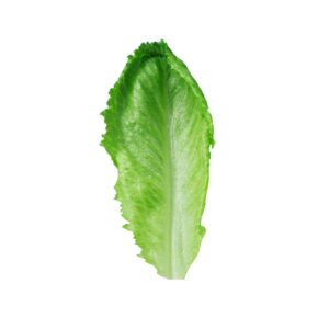 Lettuce Jammers | Raw Item