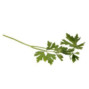 PROD FRESH PARSLEY ITALIAN | Raw Item