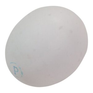 Shell Eggs | Raw Item