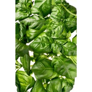 Fresh Basil | Styled