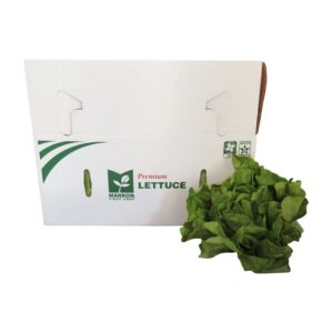 LETTUCE LEAF BTR PREM 24CT MRKN | Styled