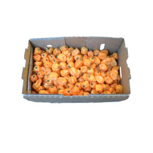 1-8# Chiles Habanero Orange 2975-1 | PKG