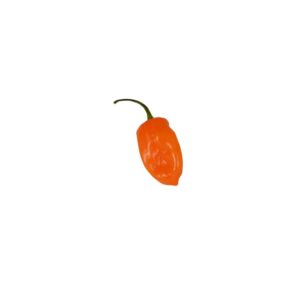 1-8# Chiles Habanero Orange 2975-1 | RAW