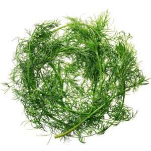 Fresh Dill | RAW
