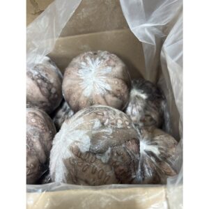 Top Pulpo Whole Octopus | PKG