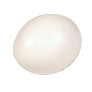 Cage Free Medium Eggs | RAW